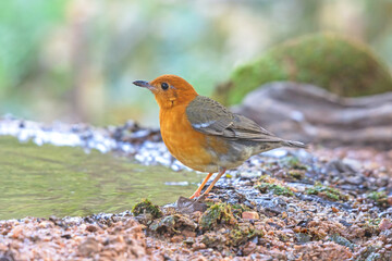 Female bird Orange-headed Thrush  (Geokichla citrina) standing on puddle in the rainforest.