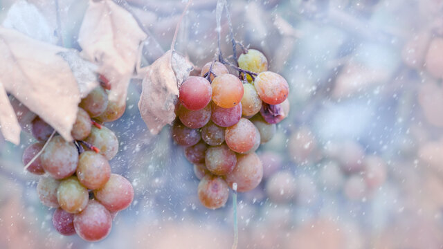 Ice wine making. Wine white grapes for ice wine in winter condition and snow. Frozen grapes covered by white flake ice, The sweetest wine is from grapes shredded after the first frost. 