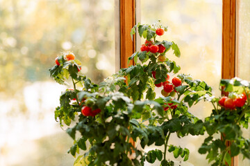 Cherry tomatoes on a branch. Red and green, in bloom. Growing tomatoes in a greenhouse, at home on a balcony, on a quiet, loggia.
