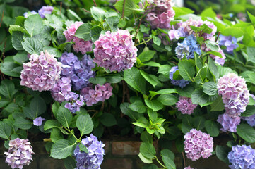 beautiful bright flowers in the garden
