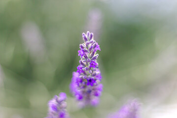 closeup of lavender flowers in full bloom