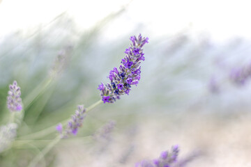 closeup of lavender flowers in full bloom