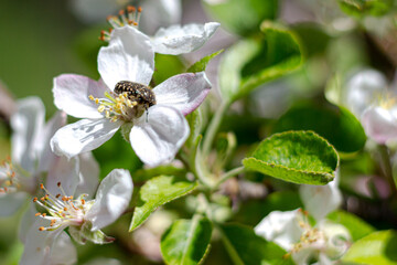 cherry tree with an insect in one of its flowers