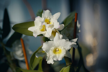 Obraz premium orchid in the garden