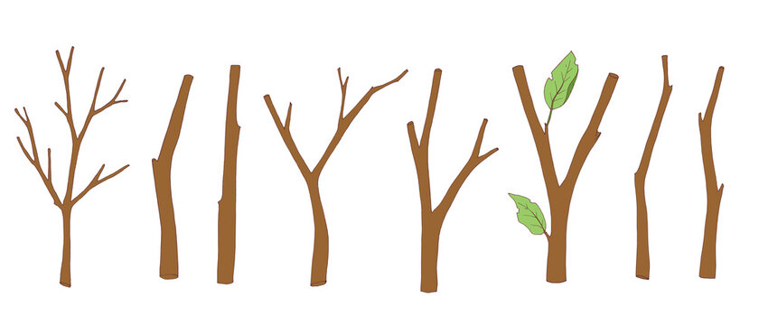 Set of tree branches, bare twigs and branches with leaves. Wooden sticks. Vector
