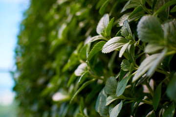 Plectranthus barbatus plants