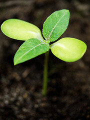 sunflower seedling