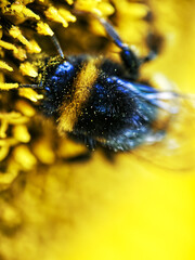 bumblebee sunflower close up