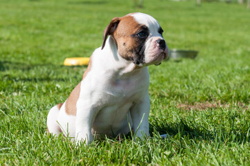 Fototapeta premium Funny white red spotted American Bulldog puppy is on nature