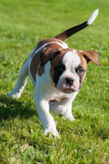 Funny white red spotted American Bulldog puppy is on nature