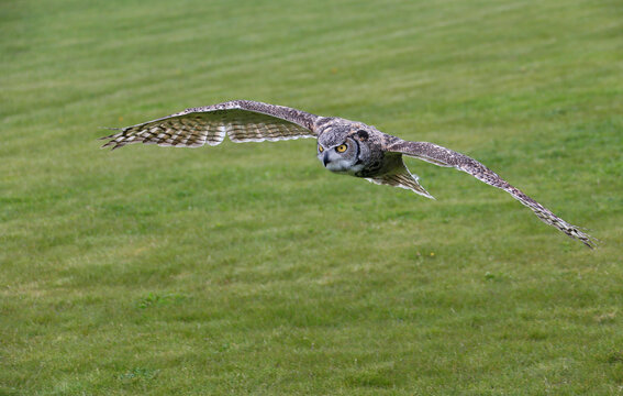 Eagle Owl (bubo bubo) is looking in the camera