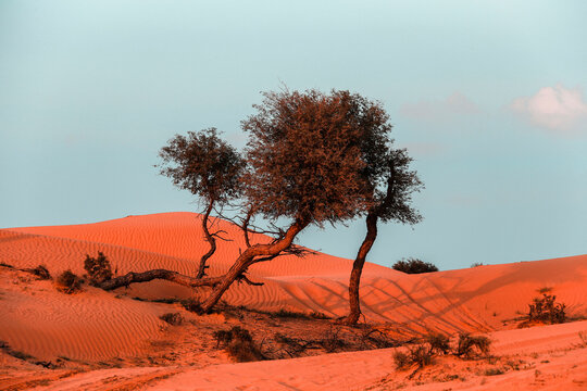 The Desert in Ras al Khaimah, United Arab Emirates, Asia