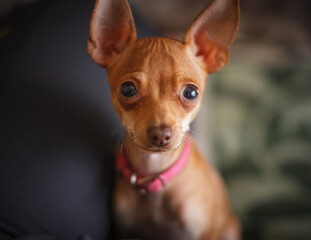 portrait of a dog