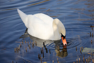 Naklejka premium A Mute Swan (cygnus olor) in the Ziegeleipark, Heilbronn, Germany
