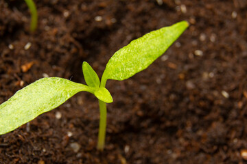 small sweet pepper sprout for seedlings