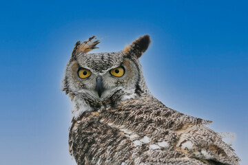 Eagle Owl (bubo bubo) is looking in the camera