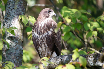 A common buzzard on a tree