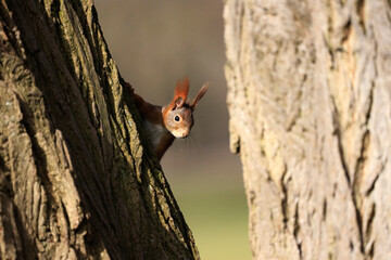 A red squirrel on a tree