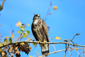 A common buzzard on a tree
