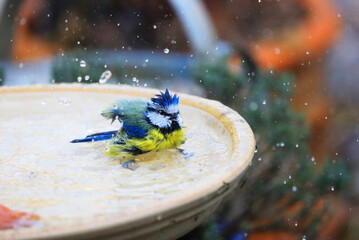 Blue Tit in a Garden, Germany, Europe