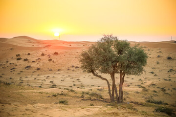 Naklejka na ściany i meble The Desert in Ras al Khaimah, United Arab Emirates, Asia