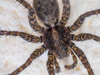 Hauswinkelspinne 1