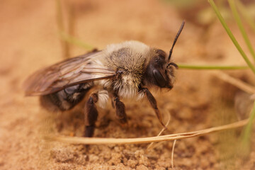 A female grey backed mining bee , Andrena vaga in sandy soil