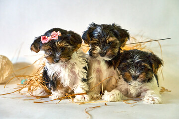 Little puppies sit together in threesome. Decoration with dogs and straw. A family of small pets. High quality photo
