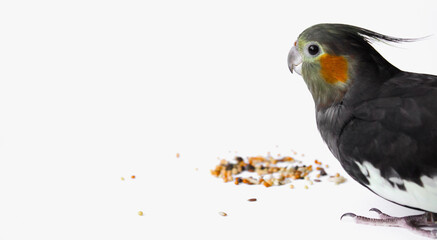 gray female cockatiel parrot eat of grain isolated on a white background. Place for text.