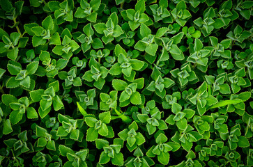 Plectranthus barbatus plants