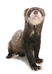 polecat ferret