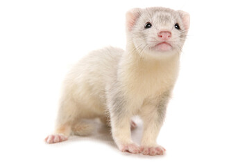 silver ferret
