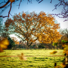 golden trees of autumn in bright light