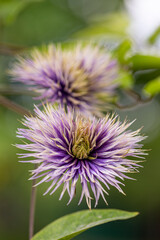 Couple of purple flowers growing in the garden. Close up.