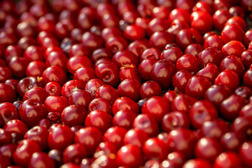 Box of freshly picked red cherries in the garden close up. Fresh organic fruits. Summer harvest. Selective focus.