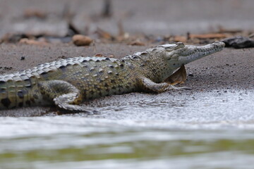 American crocodile, Crocodylus acutus, Costa Rica