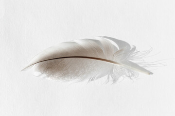 Duck Feather. One feather of Mallard duck isolated. Bird feather on white background