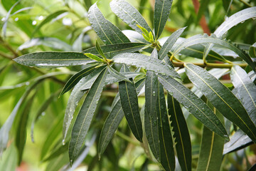 Close-up view of oleander twigs and leaves in the rain