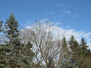 trees in winter
