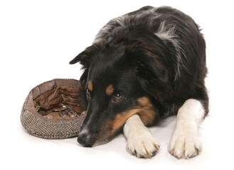 border collie dog busking