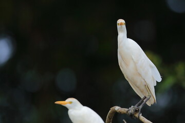 Cattle egret, Bubulcus ibis, Costa Rica