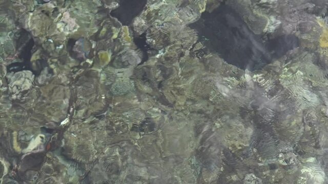 Purity of nature. Top view of needlefish and other little fish swimming in clear sea shallow water. Nature, summer, sea, travel concept