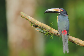 Collared aracari, Pteroglossus torquatus, Costa Rica