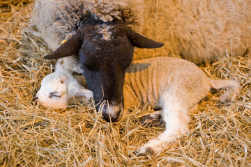 Fototapeta premium Sheep