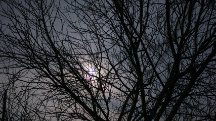 Winter Moon Through Tree Branches