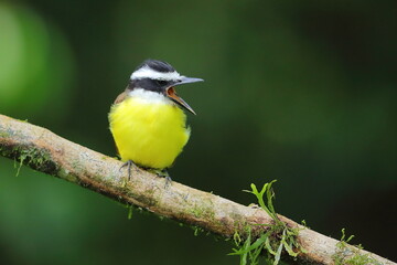 Fototapeta premium Great kiskadee, Pitangus sulphuratus, Costa Rica