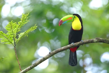 Door stickers Toucan Keel-billed toucan, Ramphastos sulfuratus, Costa Rica