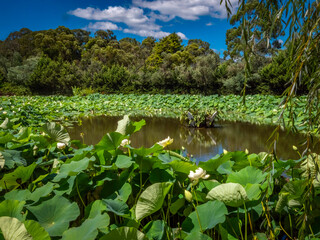 Pond In Green