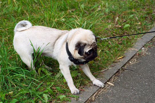 Dog lagging behind refuses to walk and drags leash in opposite way