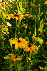 yellow flowers rudbeckia on a personal plot